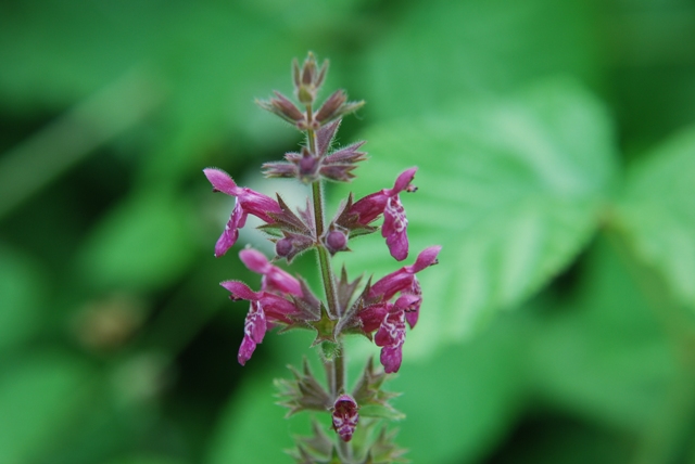 Stachys sylvatica